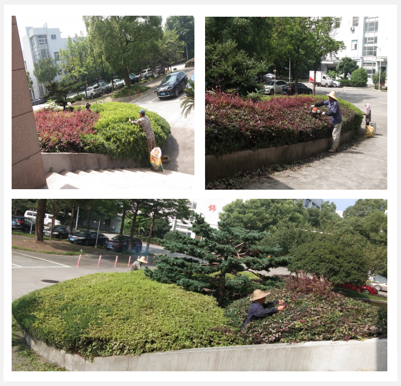 美化绿化，，，，，，，，我们在行动      