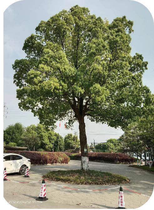 补充营养，，，，，香樟树“打点滴”